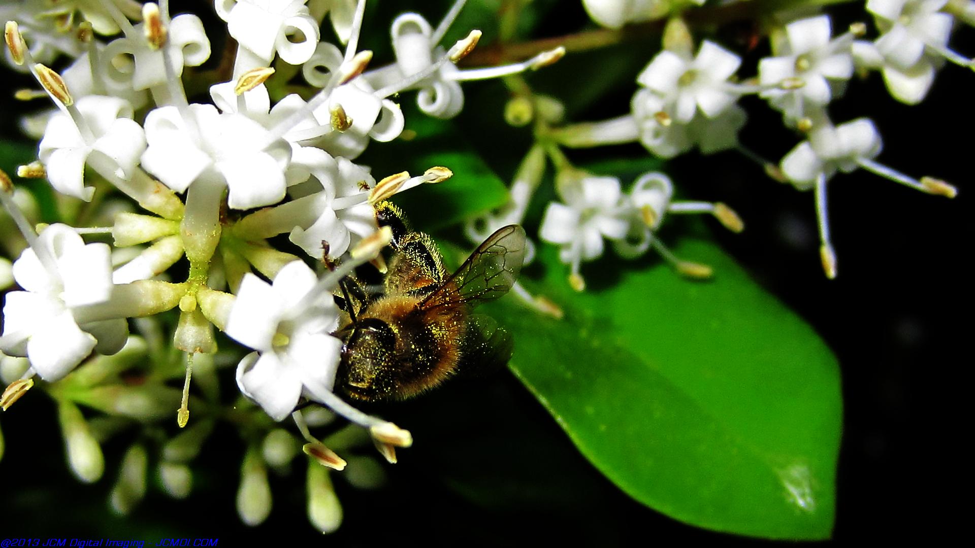 Honeybees on white flowers 